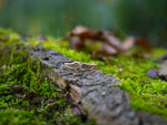 A pair of intricately designed EL Angel Wings Stud Earrings in Gold by Kaya Movement rest on a moss-covered tree bark in a lush, green forest. The background is blurred, highlighting the delicate details of the accessories crafted from yellow brass and the vibrant greenery surrounding them.