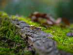 Close-up of Kaya Movement's EL Angel Wings Stud Earrings in Gold, crafted in 18 gauge yellow brass, placed on moss-covered tree bark. The softly blurred background accentuates the texture and details of the jewelry as they catch the light near an earlobe, creating a stunning contrast against the natural setting.