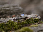 Close-up of the small, metallic LUST Flower Labret Stud in Gold by Kaya Movement with protruding studs resting on a rough, textured surface. The background is slightly blurred, featuring moss and natural, earthy tones. A hint of minimalist tribal design is visible in the soft blue shape in the distance.
